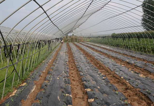 武漢食堂蔬菜配送公司基地展